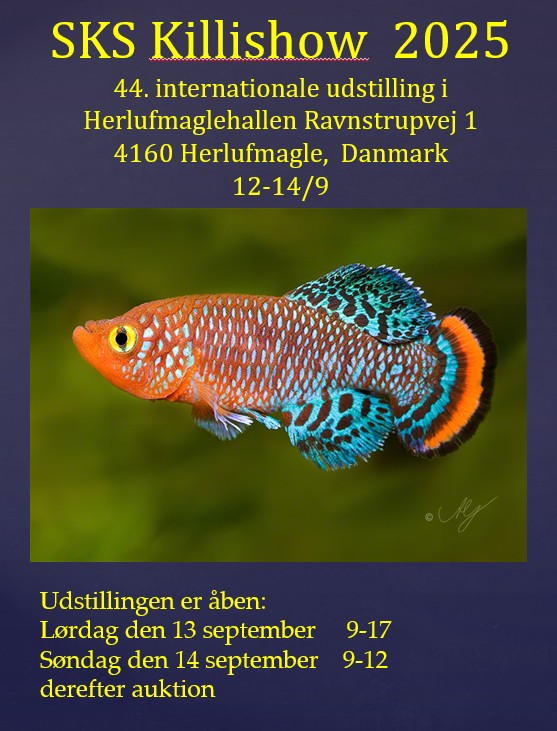 sks Plakat 2025.2.dk